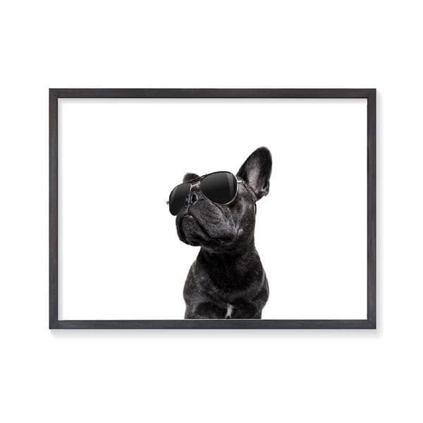 Cool French Bulldog kids wall art. A photo of a black french bulldog wearing aviator sunglasses isolated on a white background and with a black frame. Bespoke Baby Gifts. Dog Wall Art. Kids Wall Art. 